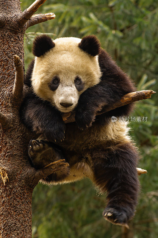 大熊猫;Ailuropoda melanoleuca;中国家庭熊科。爬树。